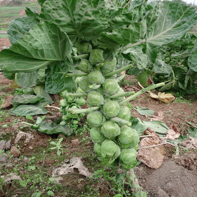 CYBEXIS Heirloom Brussels Sprouts Cabbage Brassica Seeds2000 Seeds Seed(2000 per packet)