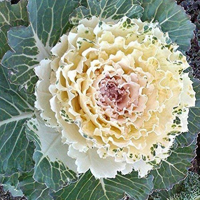 CYBEXIS Kale Seeds Spring Brassica Oleracea Flowering Seed(50 per packet)