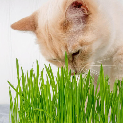 Qualtivate KGF -68 Cat Wheatgrass Seeds Seed(2000 per packet)