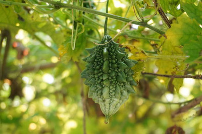 Kodali Hybrid F1 Bitter Gourd Seeds Pack Of 27 Seed(27 per packet)