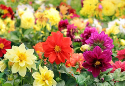 CYBEXIS TLX-92 - Flowers Dahlia Funny Guys Mix - (180 Seeds) Seed(180 per packet)