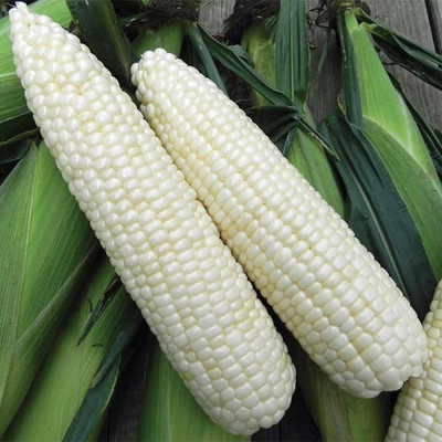 VibeX TLX-7 - White Corn Sticky Sweet - (250 Seeds) Seed(250 per packet)