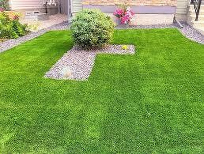 BDSresolve hybrid bermuda grass seed, best bermuda grass seed pack of 2240 Seed(2240 per packet)