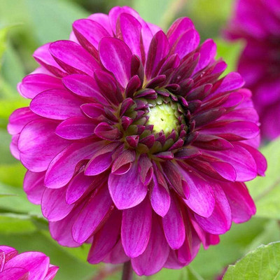 LPR DAHLIA Seed(5 per packet)