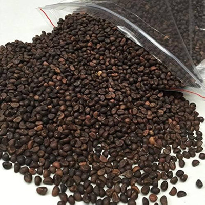 Dbbrothers Water Spinach Seeds For Gardan Home Pack of 159 Seed(159 per packet)
