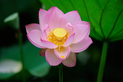 Nak lotus,kamal gatta Seed(10 per packet)