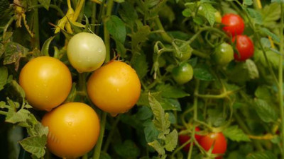 BJUBAS tomato Seed(115 per packet)