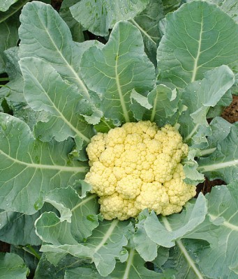 OZ Group white cauliflower,gobhee seeds Seed(5 per packet)