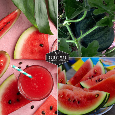 CYBEXIS TLX-7 - Sugar Baby Watermelon - (1350 Seeds) Seed(1350 per packet)