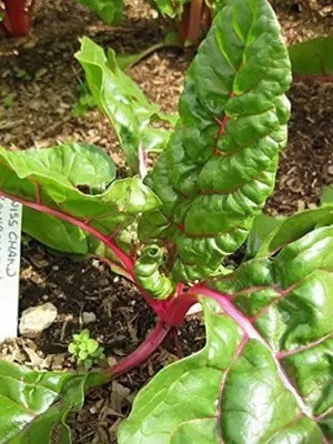 MAA Swiss Chard, Chard Seed(48 per packet)