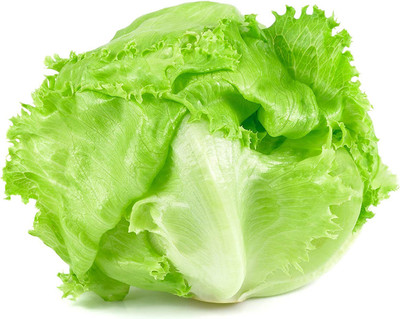 CYBEXIS LXI-5 - Iceberg Lettuce - (1350 Seeds) Seed(1350 per packet)