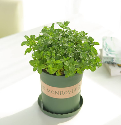CYBEXIS TLX-7 - Mint for Planting - (1350 Seeds) Seed(1350 per packet)