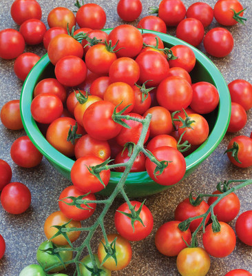LPR TOMATOO,TAMATARR Seed(100 per packet)
