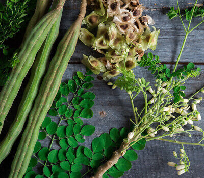 GREENSEA Drumstick, Moringa Seed(13 per packet)