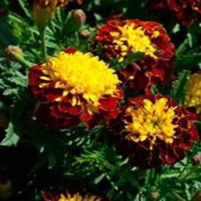 CYBEXIS GUA-83 - Marigold Harmony - (750 Seeds) Seed(750 per packet)