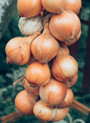 CYBEXIS LX-81 - Walla Walla Onion - (13500 Seeds) Seed(13500 per packet)