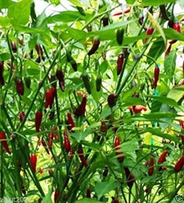 Qualtivate RES-6A Indian Pequin Chilli Odham VERY HOT Chilli Seed(300 per packet)