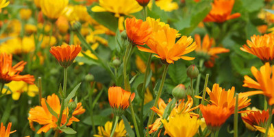 Lippy Organic Calendula Flower Seed(70 per packet)