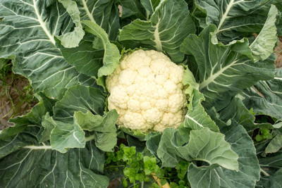 Dharma white cauliflower,gobhee seeds Seed(14 per packet)