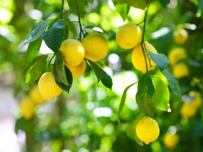 DEYS AGRO ™ lemon seeds, f1 hybrid lemon seeds, nimbu seeds, kagji lemon seeds Seed(20 per packet)