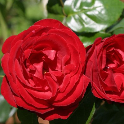 CYBEXIS GUA-66 - Red Climbing Rose - (900 Seeds) Seed(900 per packet)