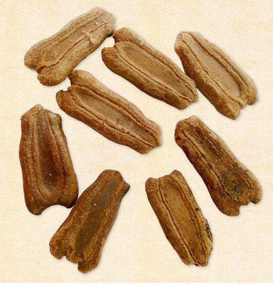Qualtivate PUAS-1A High Yield Hybrid Rare Round Bottle Gourd Seed(50 per packet)