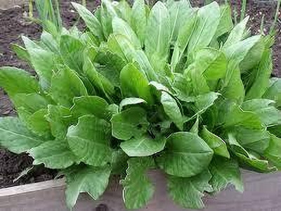BJUBAS Kalmi Shak Seeds pack of 119 Seed(119 per packet)