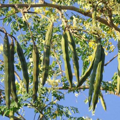 jkfarm Moringa, Drumstick Seed(32 per packet)