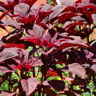 BDSresolve Hybrid Spinach Seeds PACK OF 3449 Seed(3449 per packet)