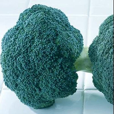CYBEXIS PAU-11 - Lieutenant Broccoli - (1350 Seeds) Seed(1350 per packet)
