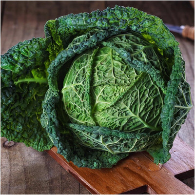 WILLVINE SCI -XII Savoy Perfection Cabbage Seeds [2.5g] Seed(750 per packet)