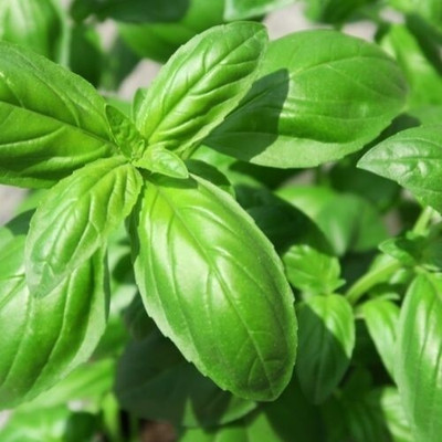 Quentova Basil Sweet Basil True Italian Basil-VOX Seed(200 per packet)