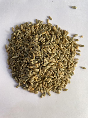 LPR GAHU SEEDS ,WHEAT Seed(800 per packet)