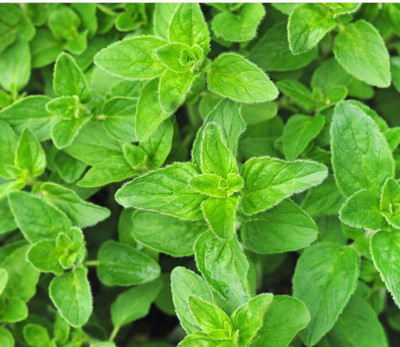 VibeX HUA-31 - Oregano Greek - (150 Seeds) Seed(150 per packet)