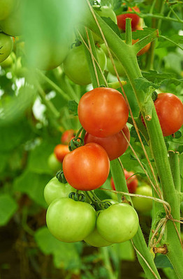 ShubhBhakti tomato Seed(135 per packet)