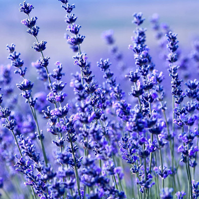 CYBEXIS LX-98 - Hidcote Blue Lavender - (250 Seeds) Seed(250 per packet)