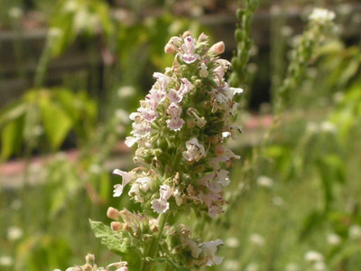 Qualtivate DXL-2AT Catnip Seeds, Mint Herb Seed(200 per packet)