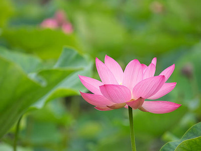 SIDDHI VINAYAK GALLERY lotus,kamal gatta Seed(15 per packet)