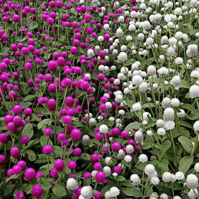Clint Gomphrena mix flower seeds, for terrace & Home gardening Seed (20 per packet) Seed(20 per packet)