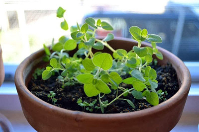 CYBEXIS XLR-91 - Oregano for Planting - (1350 Seeds) Seed(1350 per packet)