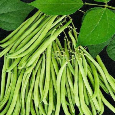 Arshiayat All Season French Beans Seed(86 per packet)