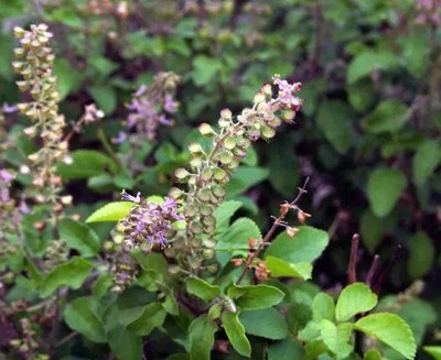 SUNWAN Holy Basil Rama Tulsi/रामा तुलसी Plant Seed(100 per packet)