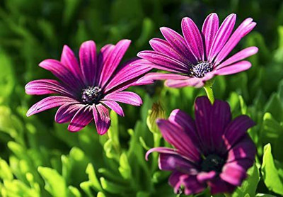 KANAYA Osteopermum Mixed Color Flower Seed(55 per packet)