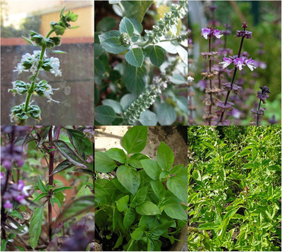 WILLVINE Basil Varieties - Seed kit with 3 Asian Basil Varieties-[2000 Seeds] Seed(2000 per packet)