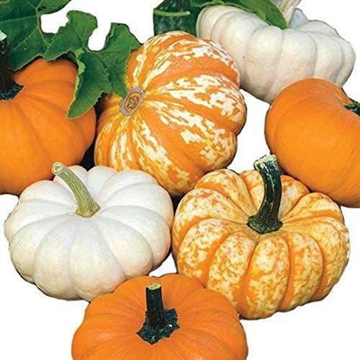 WILLVINE XLR-319 Mini Harvest Blend Pumpkin Seeds Seed(50 per packet)