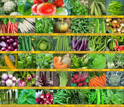 Rootify ®XXC-45 variety Essentail Herbs Seeds combo for Home Gardening -45-SEEDS-VC-86 Seed(12 g)