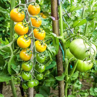Biosnyg High Germination Yellow Cherry Tomato Seeds For Growing - (1000 Seeds) Seed(1000 per packet)