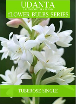 Udanta Rajnigandha Bulbs Single Petals For All Season - Set of 10 Bulbs Seed(10 per packet)