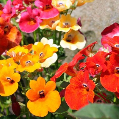 Aywal Hybrid Nemesia Imported Flower Seed(10 per packet)