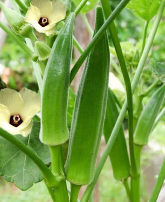 LPR LADY FINGER, (BINDI) Seed(100 per packet)